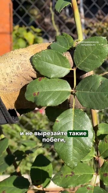 7 листьев у розы - это шиповник?