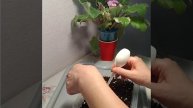 #213 Первая пикировка сеянцев глоксинии