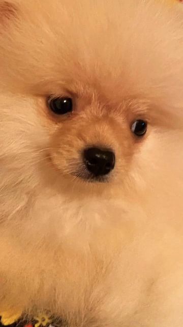 Ну это мой шпиц😍😍