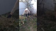 Убрала клумбу, собрала тыкву мускатную Арахисовое мас