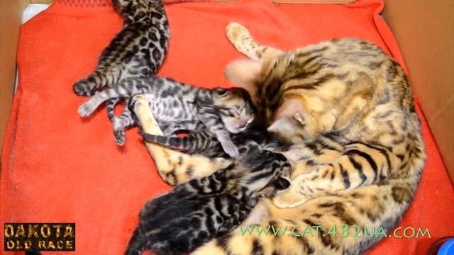 Котята бенгальской кошки   день 14