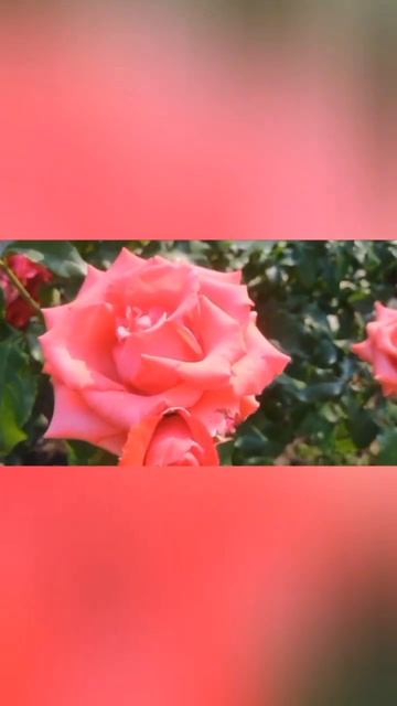 🌍🌹 розы в Ярославле 30.09.23 #розы#красота#цветы#цветывг
