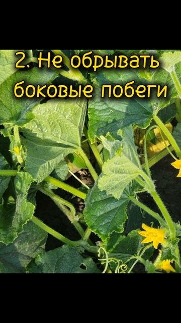 Ошибки при выращивании огурцов #огурцы #ошибки #дача #в