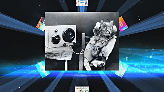 С Днём Радио 1! Поздравление от Киностудии Мудрого Кота Тимофея!