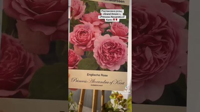 Распаковка роз, «Grande Amore/Гранд Аморе» «Princess Alexandra of Kent/П