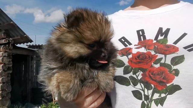 Шпиц, мальчик