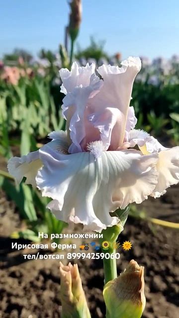 #ирисы #цветы #сад #flowers #дача #огород #love #gardening #садоводс