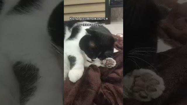 Наш TG https://t.me/liveofcats