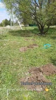 Посадка сосны в колличестве примерно 50шт, по периметр?