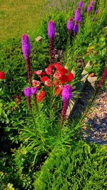 Лиатрис Спиката #flowers #цветы #garden #сад #релакс
