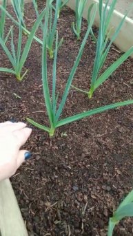 Вторая подкормка для озимого чеснока.
