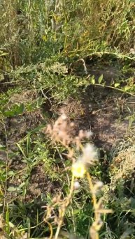 посадка картофеля ч.4 #огород #лето #сад