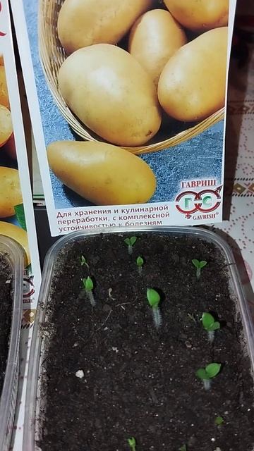 КАРТОФЕЛЬ ИЗ СЕМЯН 🌱💯 #рассада #огород #картофельизс