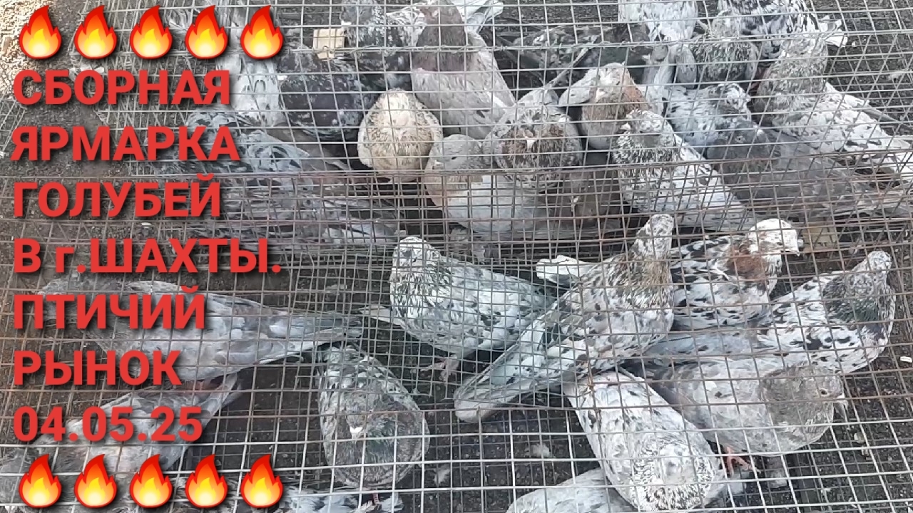 🔥🔥🔥 Сборная ярмарка голубей в г.Шахты. Птичий рынок 04.05.25. Pigeons Fair. Bird Market.