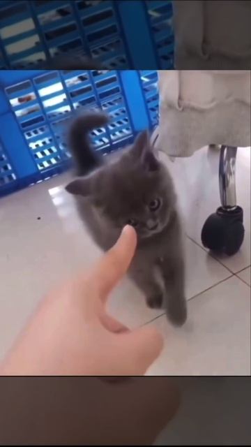 Злой котенок