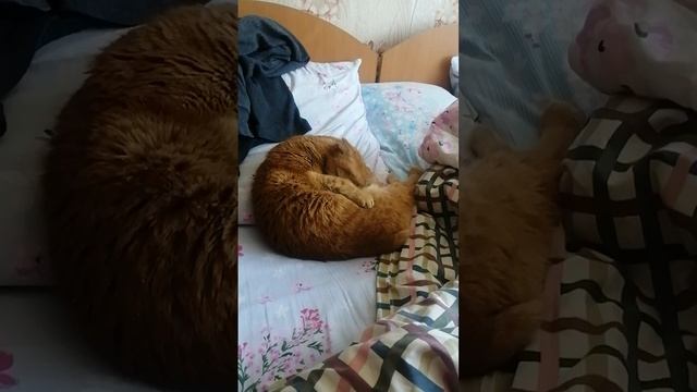 Рыжая соня 🥰🥰🥰