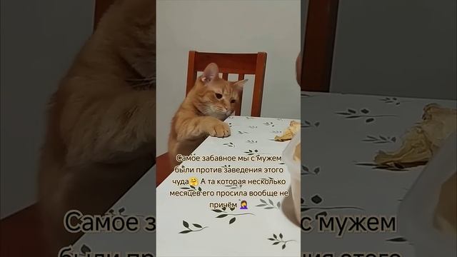 ☮️🕊️ Кот Сёмка ❣️ Чешский кот 🐾
