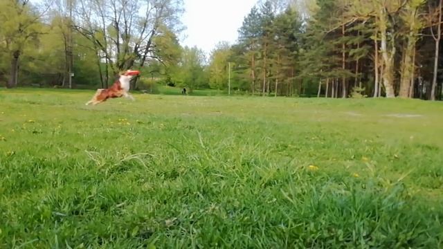 Тренировка по фризби Ярославль
