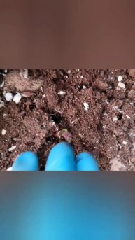 #георгины #дача #рассада #теплица #петуния #цветы #весна
