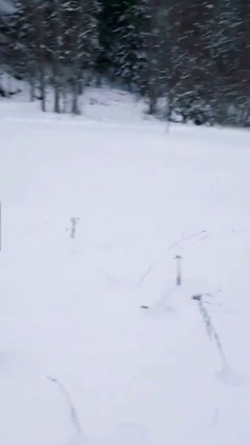 Палыч неумолимо стремится к цели 🌲 episode 2