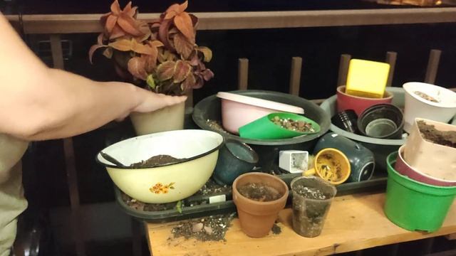 Пересадка колеуса с полугидропоники в почву
