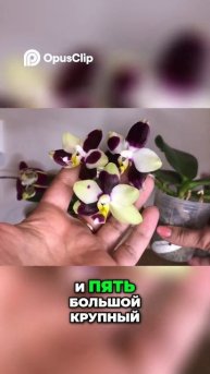 Как выбрать идеальный сорт: мой опыт и советы 🌸 #цветы