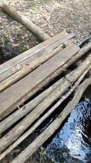 Весенний лес