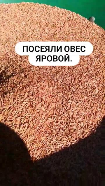 Овес яровой, ферма в Грахово.