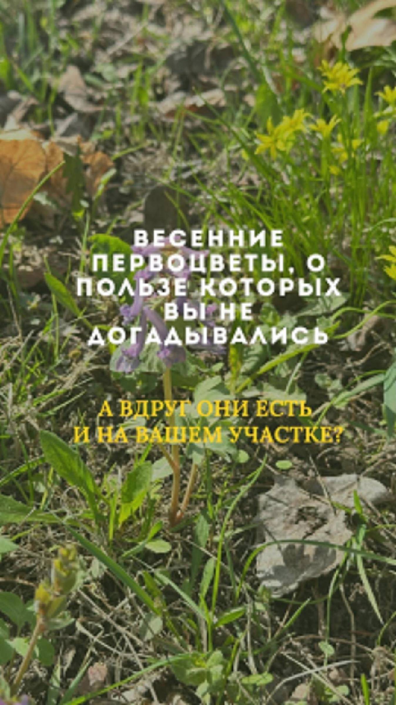 Весенние первоцветы, о пользе которых вы не догадывались. А вдруг они есть на вашем участке?
