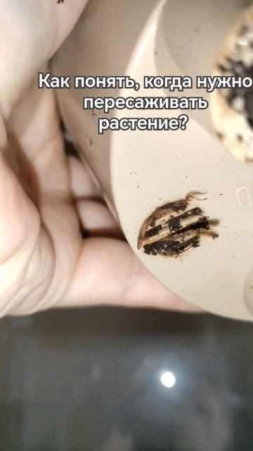 Как определить, когда растению  необходима пересадка?