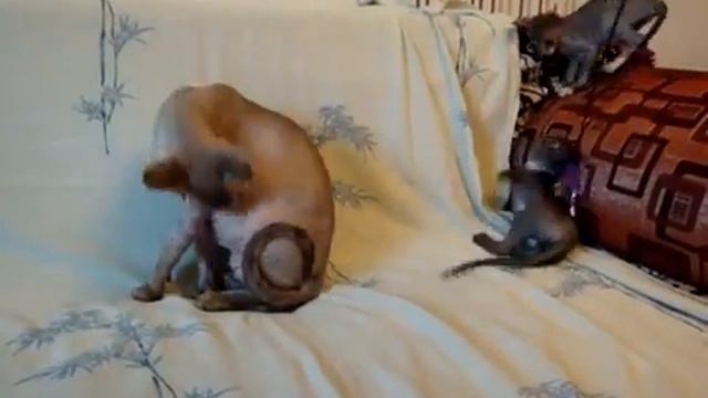 Приколы. Смешные кошки. Котята канадского сфинкса играют.