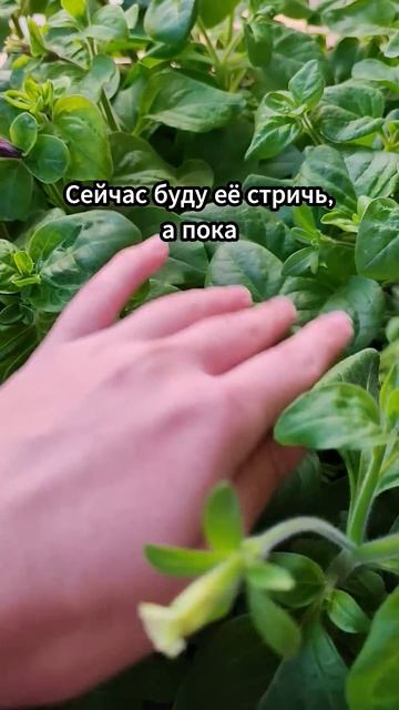 Сохраняйте и пользуйтесь 🌸 Расписала схему в коммент