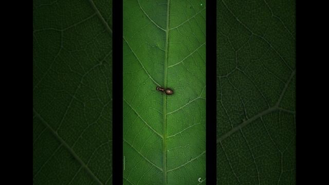 6.05.25 Ant Legion. Активация Божественного Стража