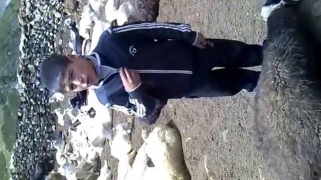 ванч чихох хал 4