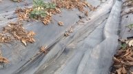 Как бороться с сорняками , раскисление грунта для голу