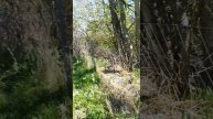 За весенними грибами в апреле, Алматы 06-05-2025