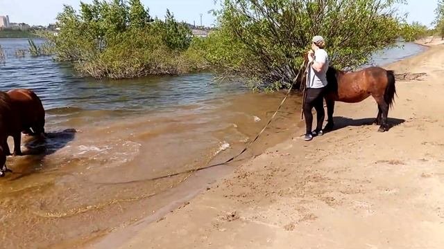 Смешались в кучу кони, хаски 😁🐎🐴🐕🐺💁
