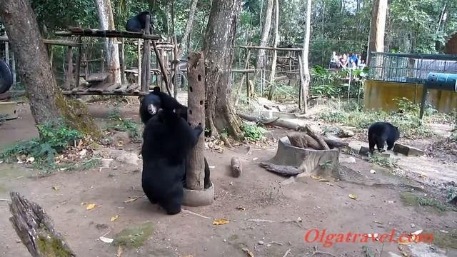 Медведи в Лаосе / Laos Kuang Si Waterfall Bear