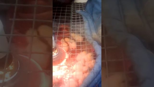 Рассада огурцы февраль