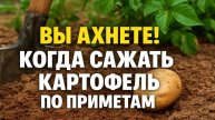 Когда сажать картофель в 2025: народные приметы благоприятные дни посадки и секреты богатого урожая