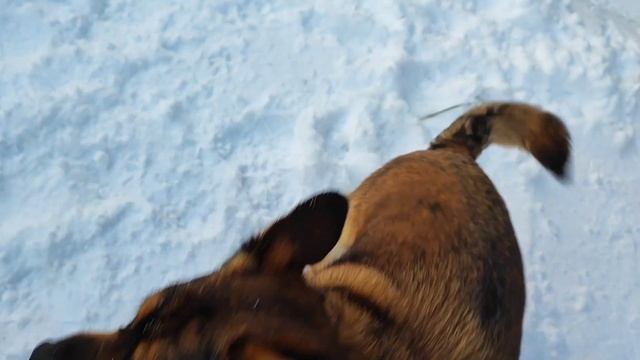 Наши будни/ Клипса радуется снегу