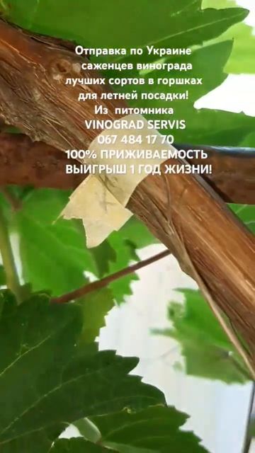 Муравьи на винограде-НЕ ВРАГИ!!!
