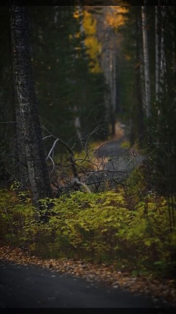 8686 | Красивые цветовые солнечные всходы и блики в лесу,
