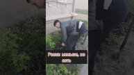 Работа в огороде. Как дачникам избежать болей в спине.#