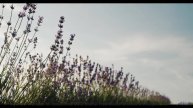 Это видео сотрёт все проблемы из головы - Motivation -- Lolique -- Unnamed album