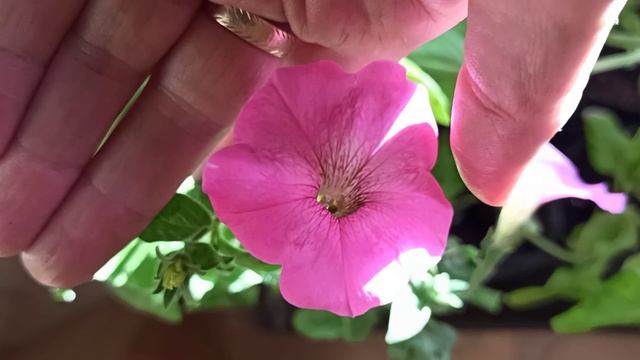 ПОКУПКИ ФИКС ПРАЙС / WILDBERRIES/ КИТАЙ