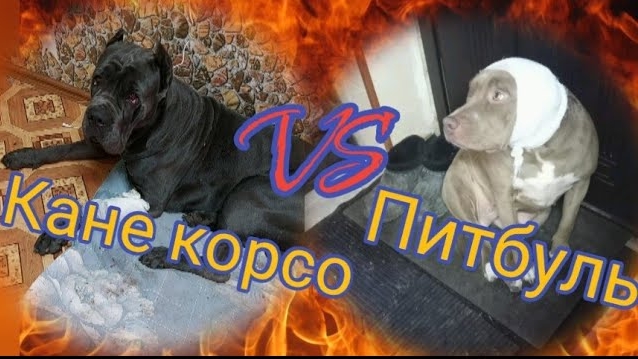 БОЙ КАНЕ КОРСО И ТРЕХ ПИТБУЛЬТЕЙ.КТО. ПОБЕДИЛ?