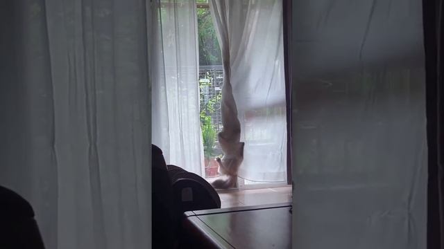 Шерстяные жгут.mp4