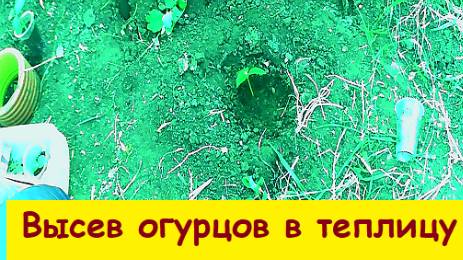Высев огурца в теплицу
