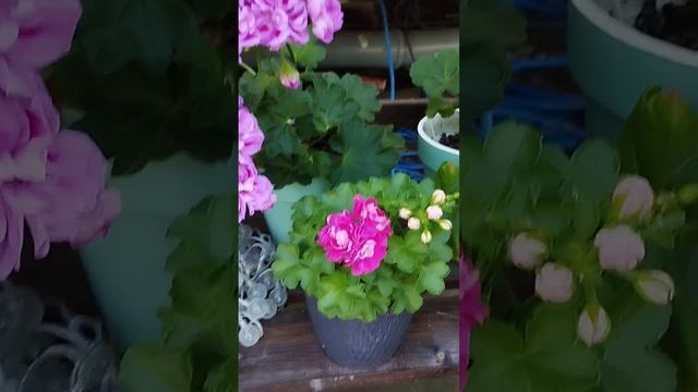 Пеларгонии июль #цветы #дача #садовод #сад #подмосковье